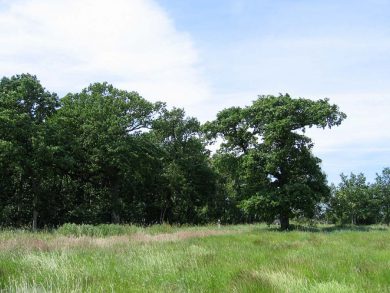 Hjalmar's oak grove