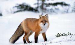 "Common" red fox